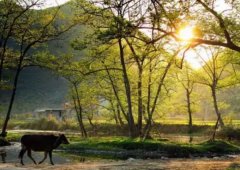 鋼結構裝配式建筑 建設品質鄉(xiāng)村美住宅